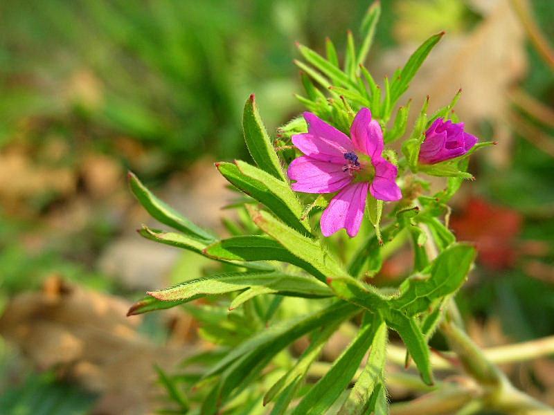 Geranium dissectum / Geranio sbrandellato